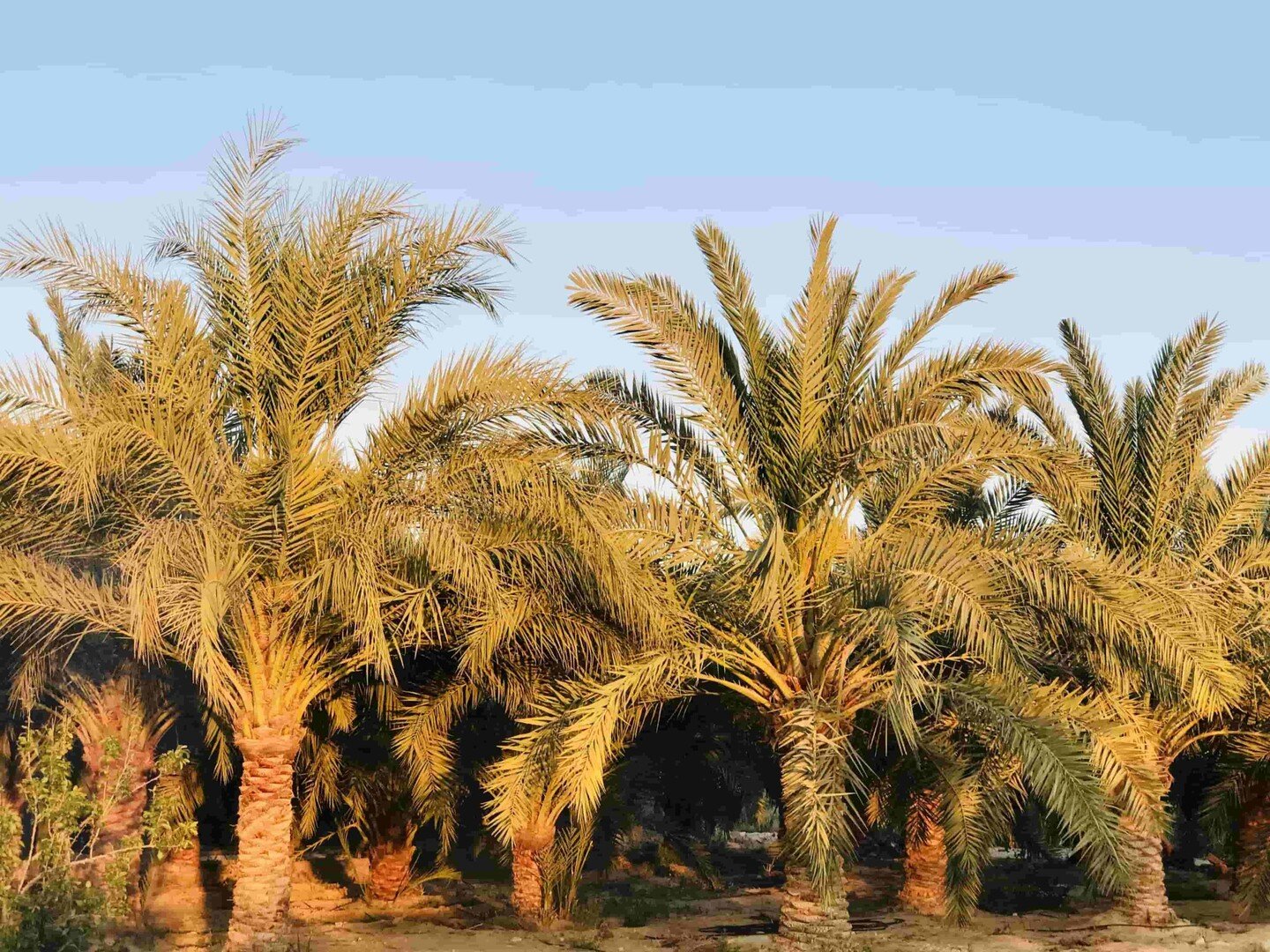 مصر تتصدر دول العالم في إنتاج التمور